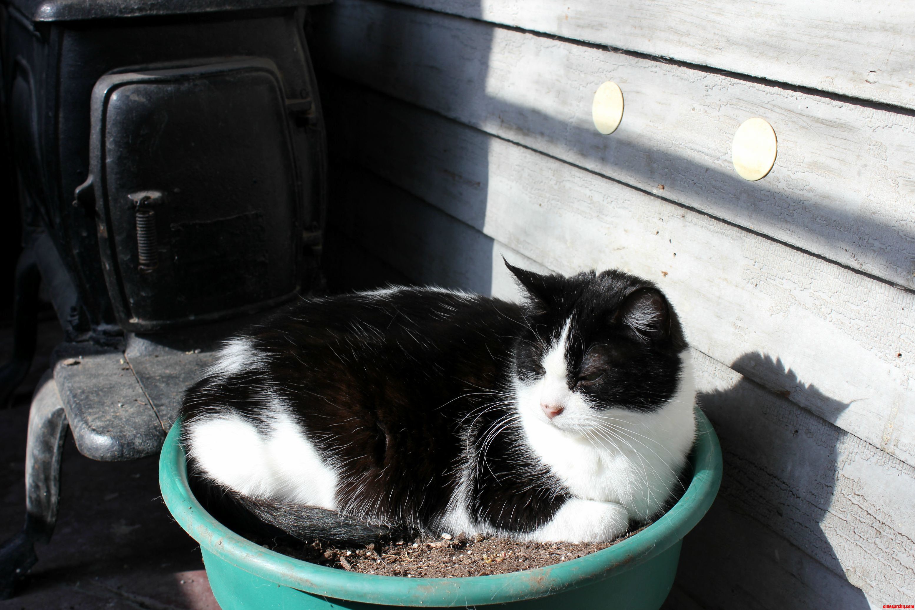 Tammy Is a Plant Today