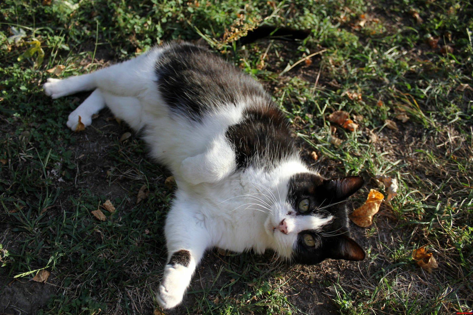 Tammy Rolling Around Outside