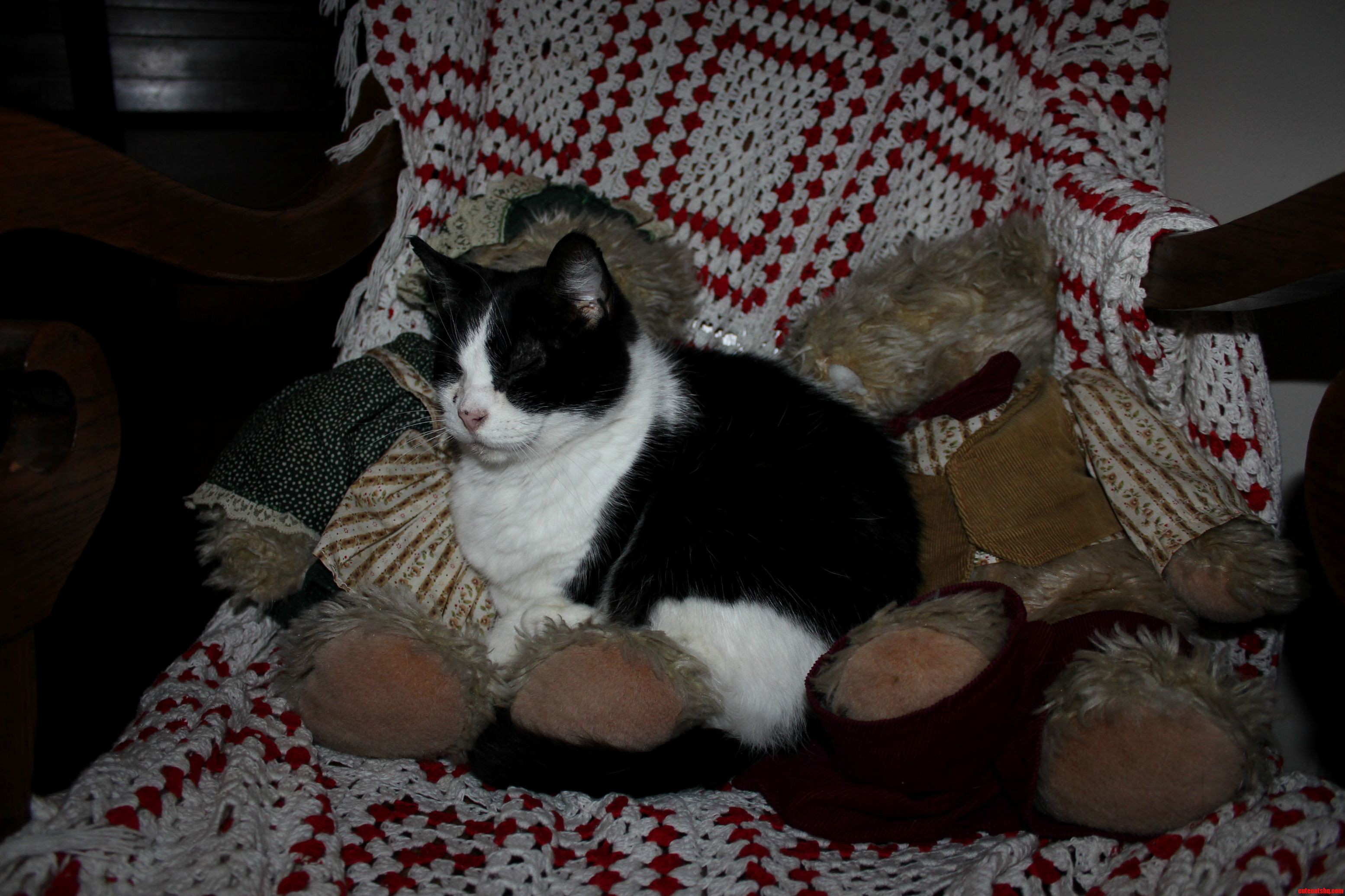 Tammy Sleeping on Teddy Bears