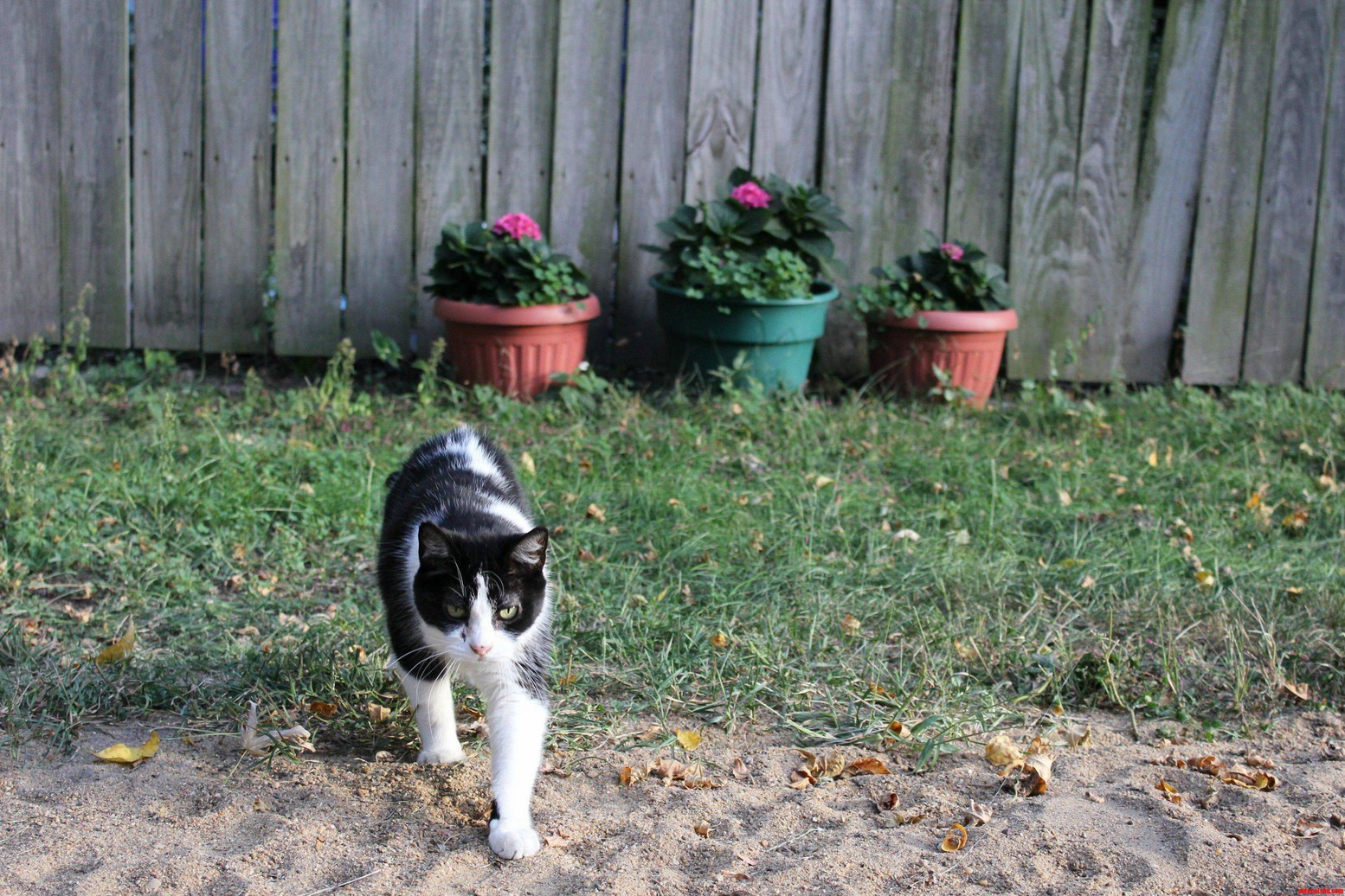 Tammy Walking by Flowers