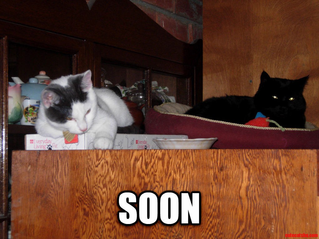 That New White Kitteh Wont Be Around for Long