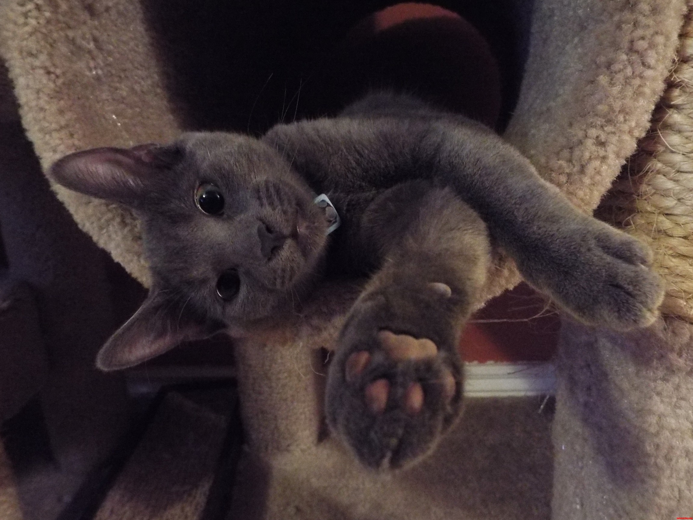 That Paw May Look Cute but I Know from Experience That His Mentor Was Wolverine.