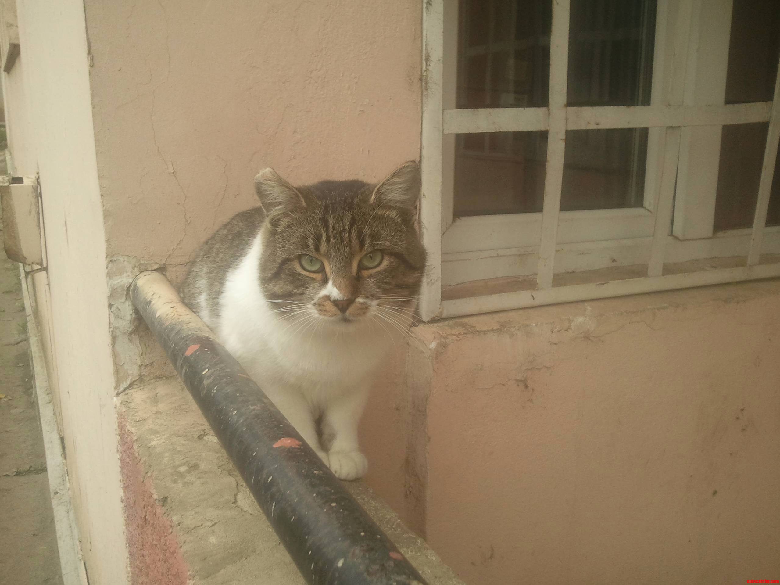 The Cat from Our Student Cafeteria