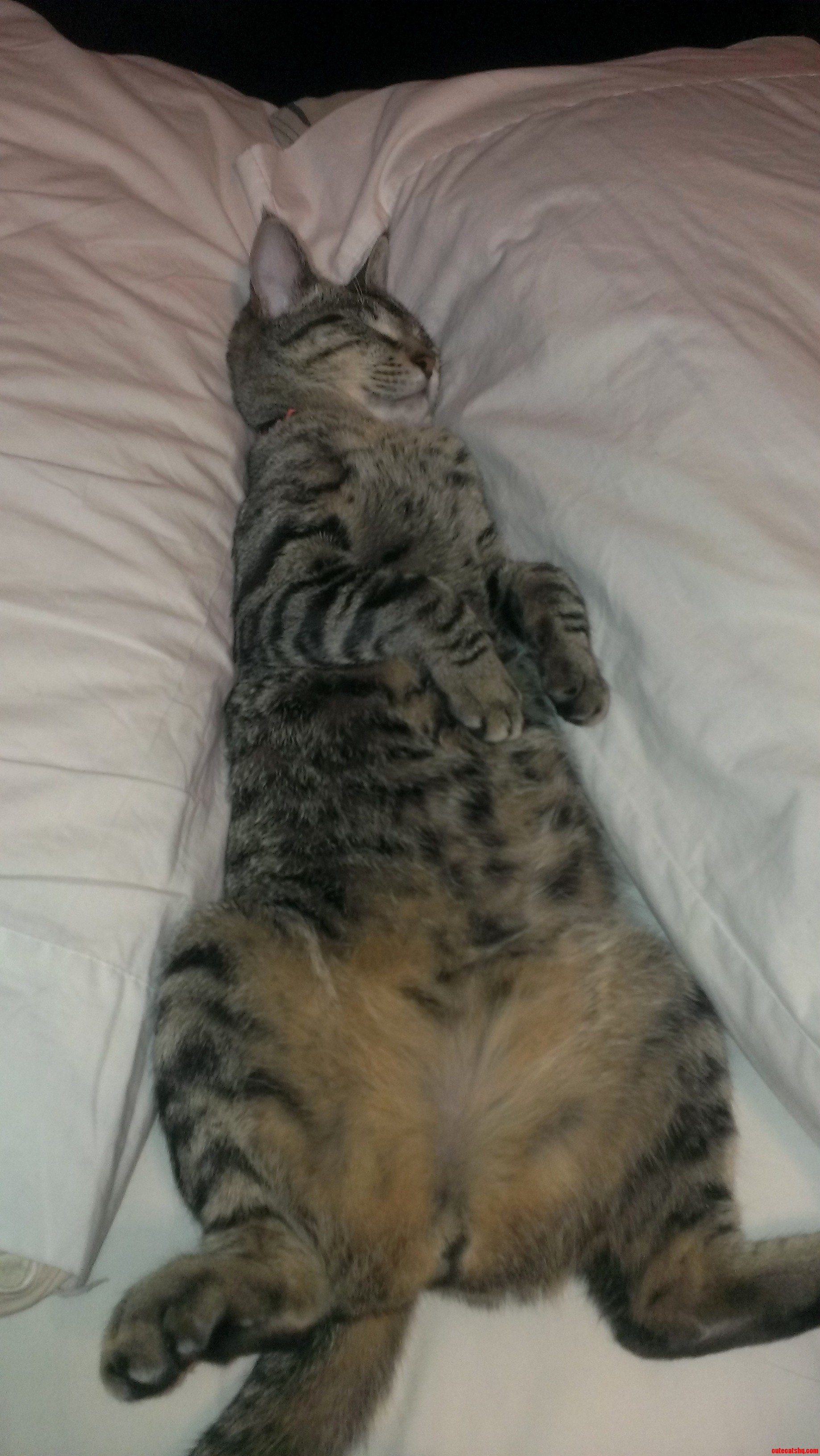 The Cat Has Hips