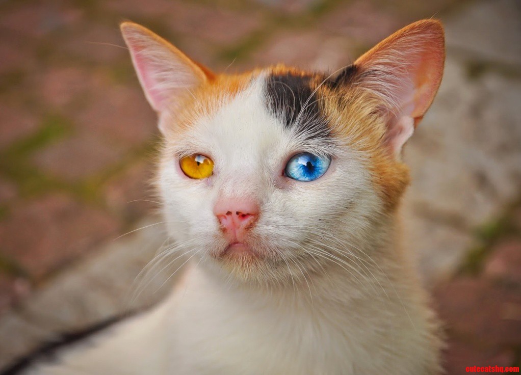 The Cat X-post from Funny