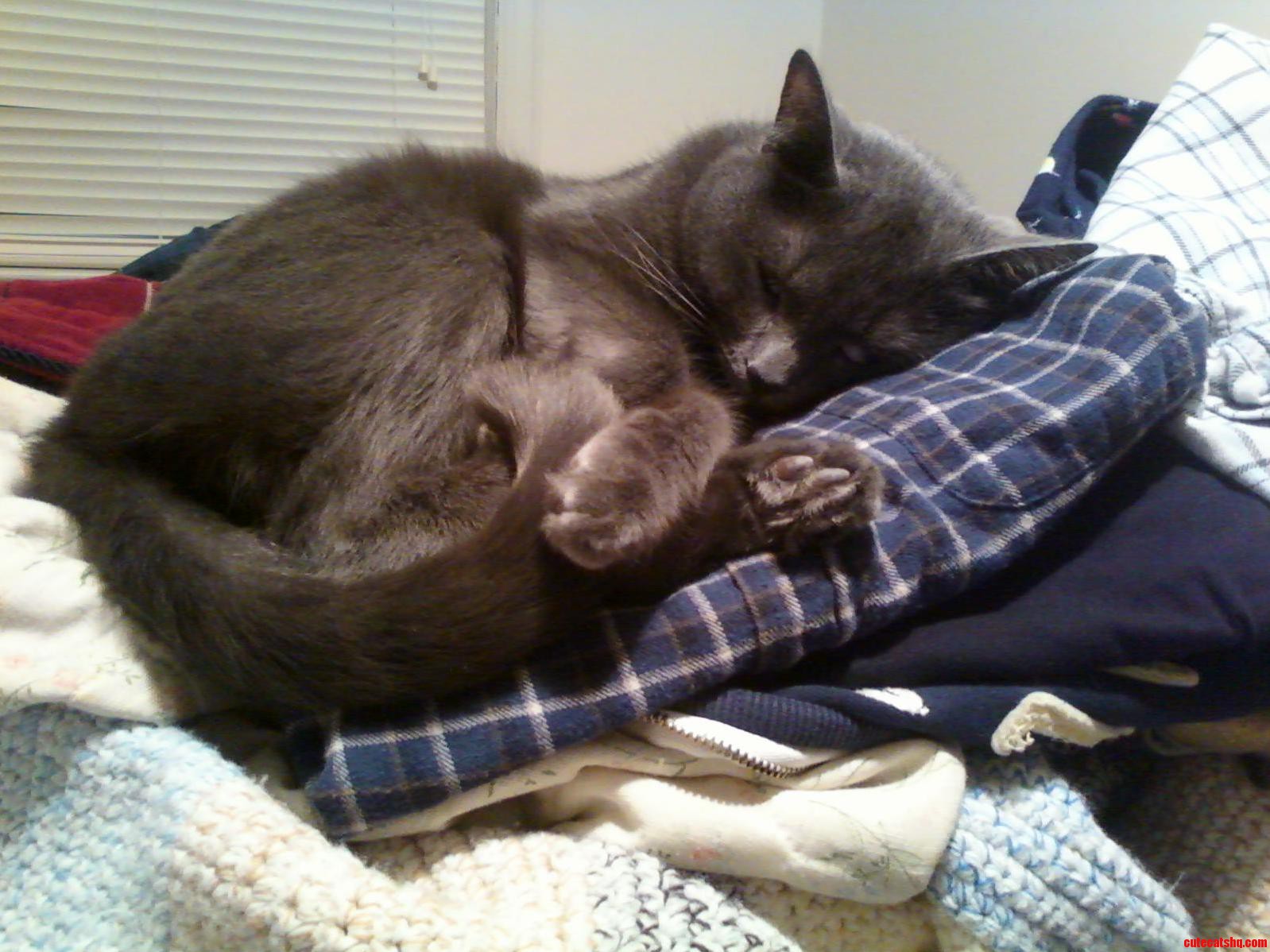 The Cutest Picture of My Sleepy Cloud