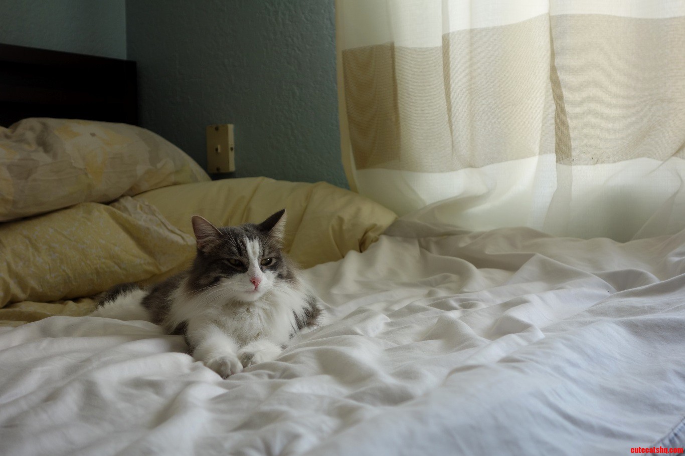 The Dog Was About to Join Her on the Bed
