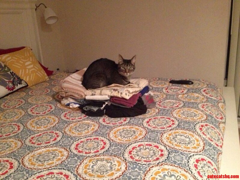 The Ever Enticing Clean Laundry Island No Cat Can Resist the Temptation.