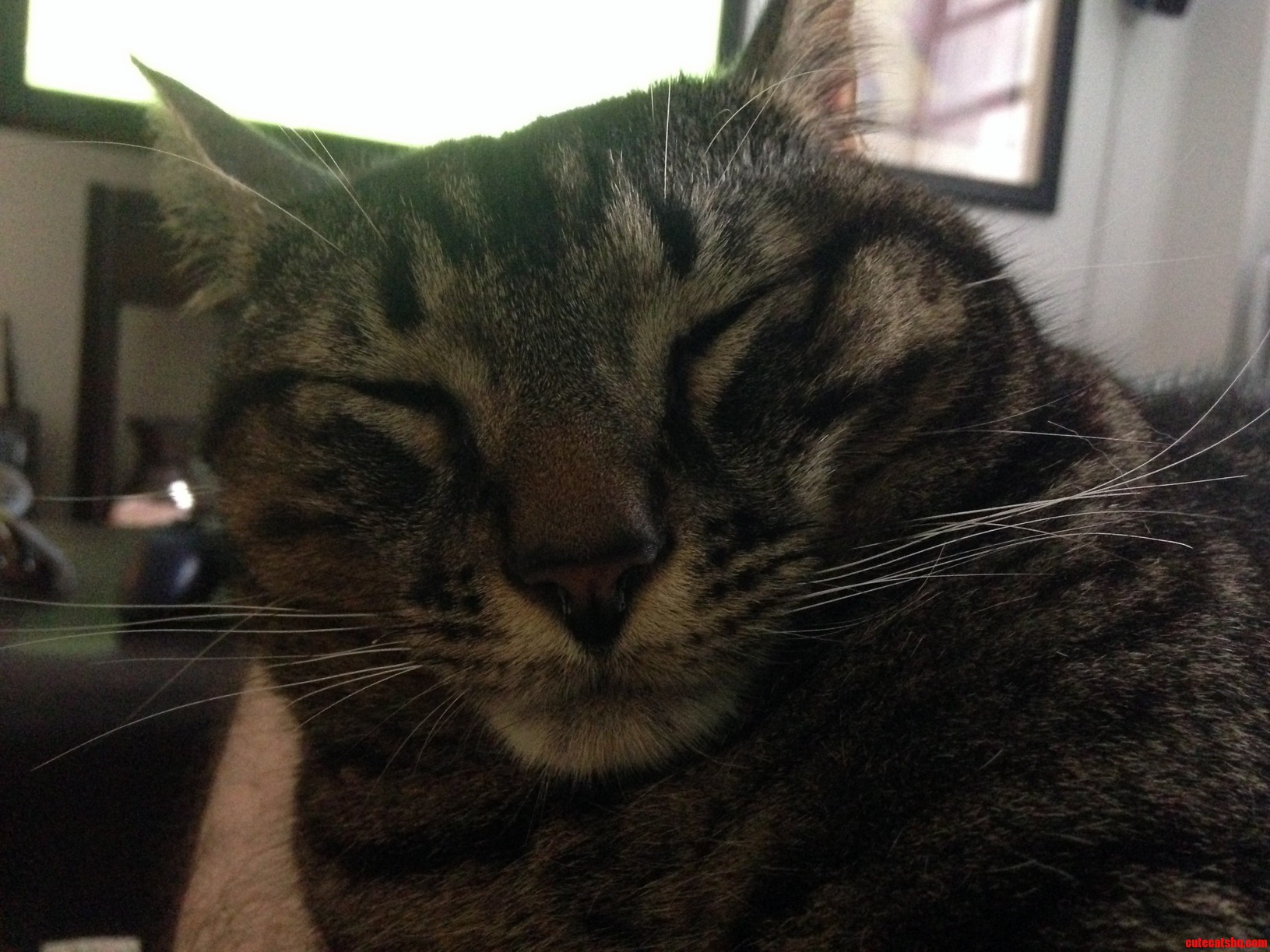 The Face of Contentment