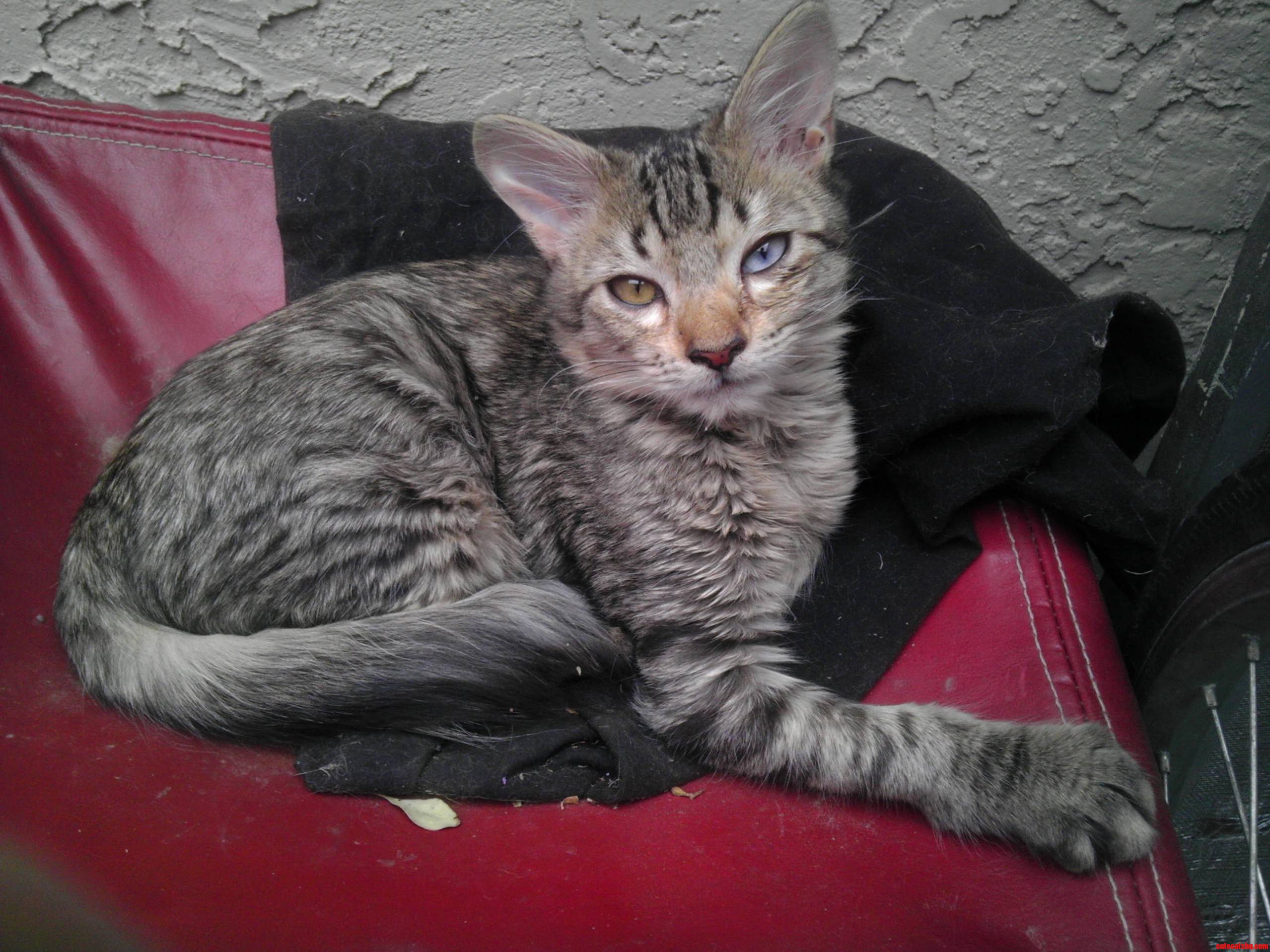 The Furocious Leonidas