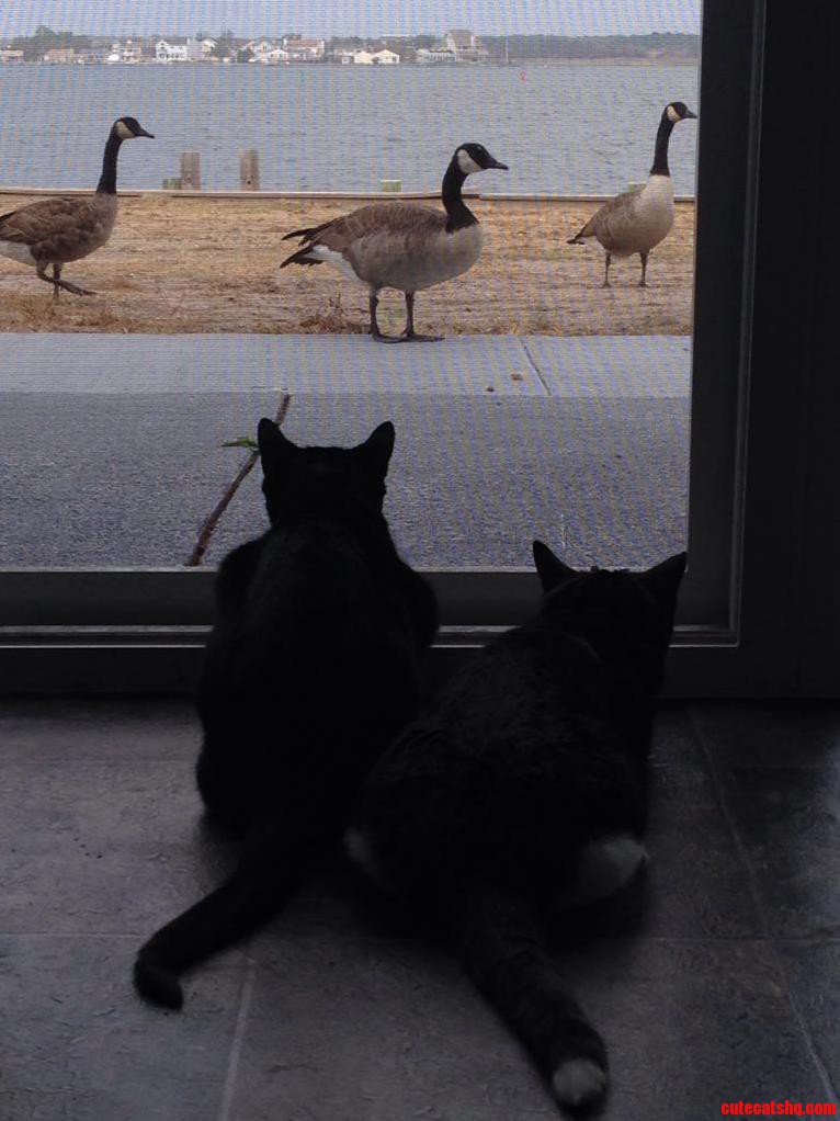The Interesting Scenery Has Made Our Cats Transition Into Our New Home a Lot Smoother