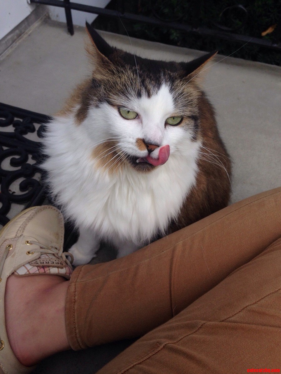 The Kitty from Across the Street Came to Visit Me Today. Meet Liz.