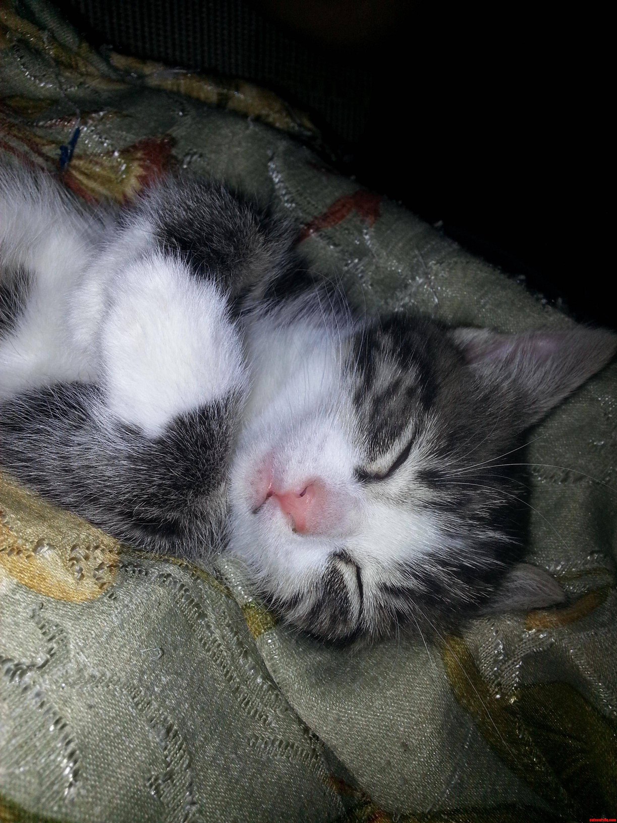 The Lazy Yet Adorable Leo