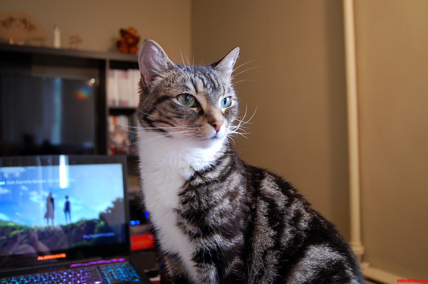 The Majestic Cosmo Is Working Her Angles