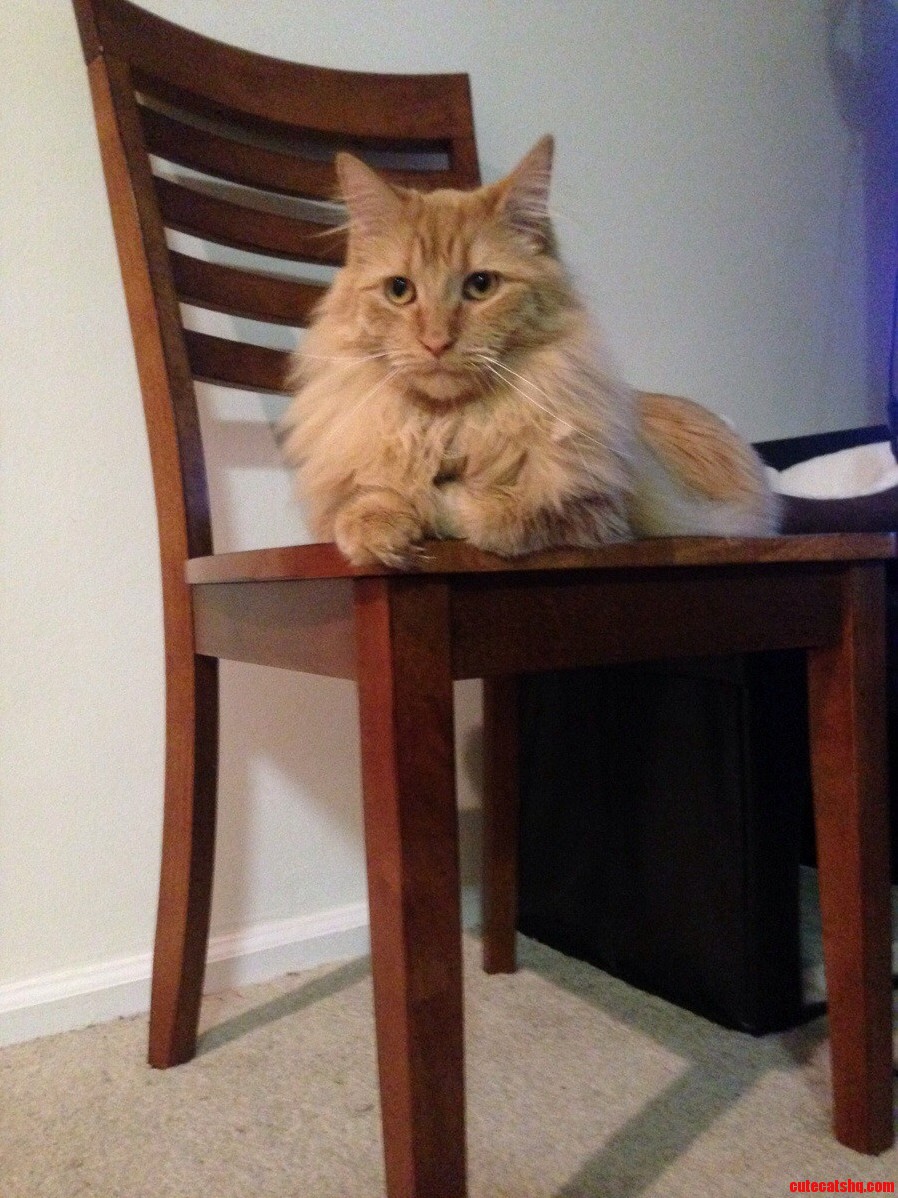 The Majestic Tooka. King of the House
