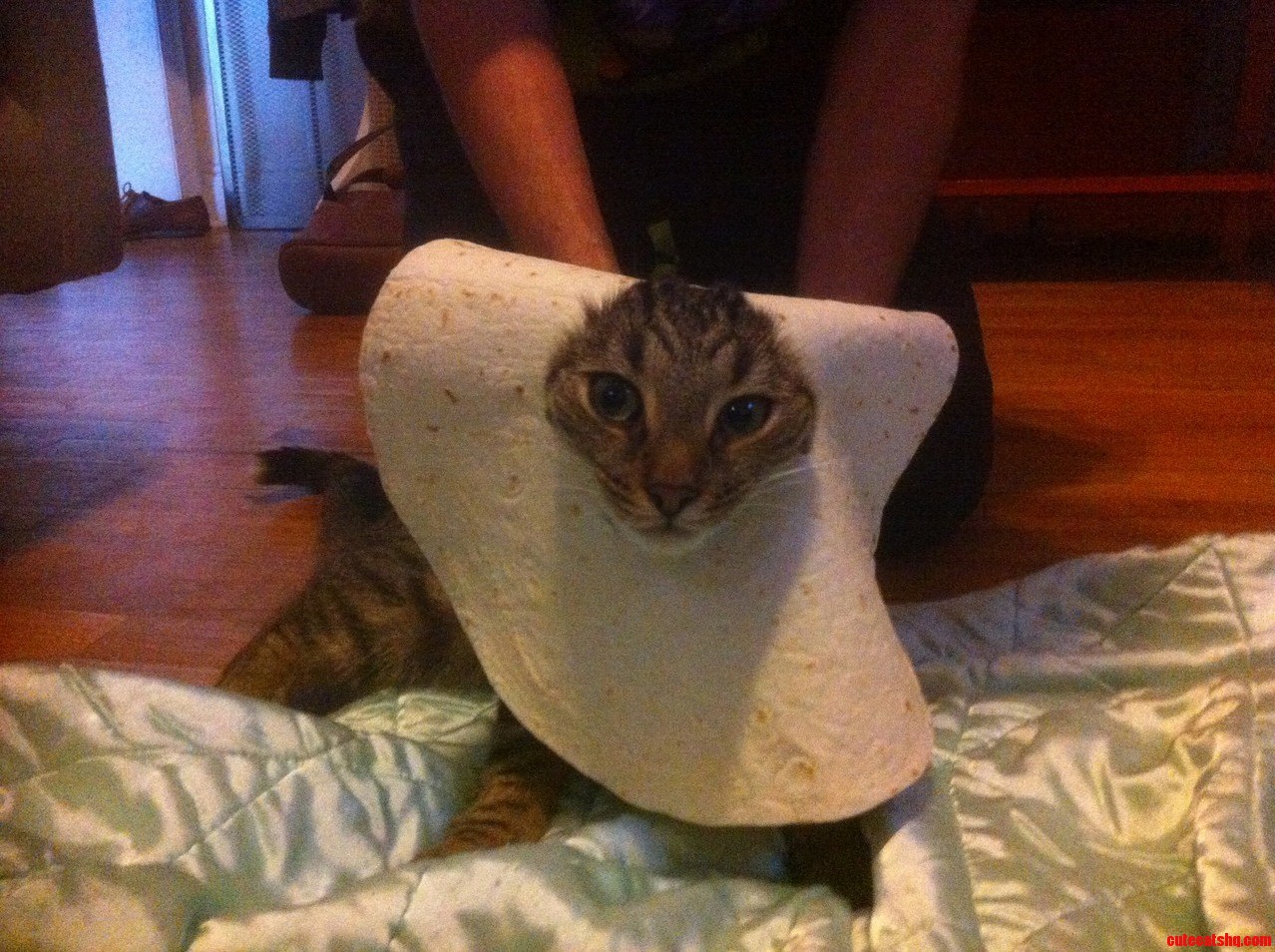 The Mexican Cousin of Breadcat