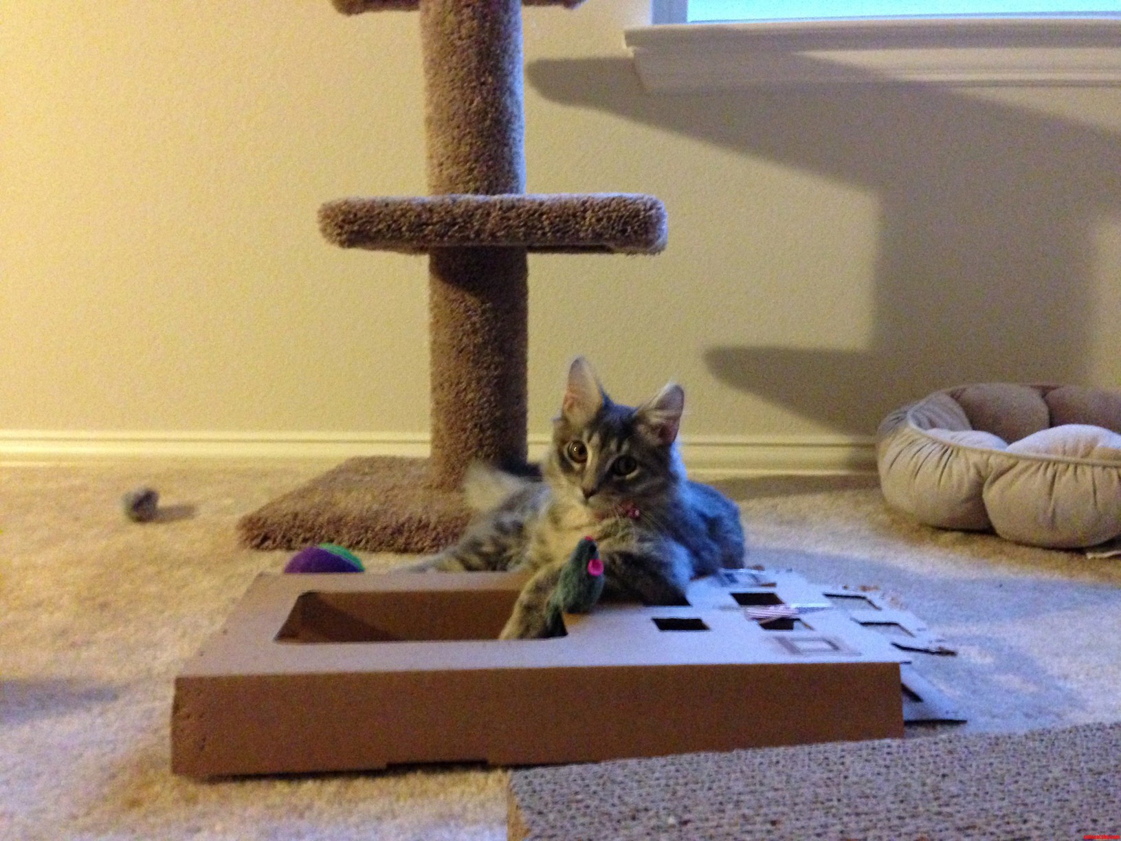 The Most Interesting Cat in the World