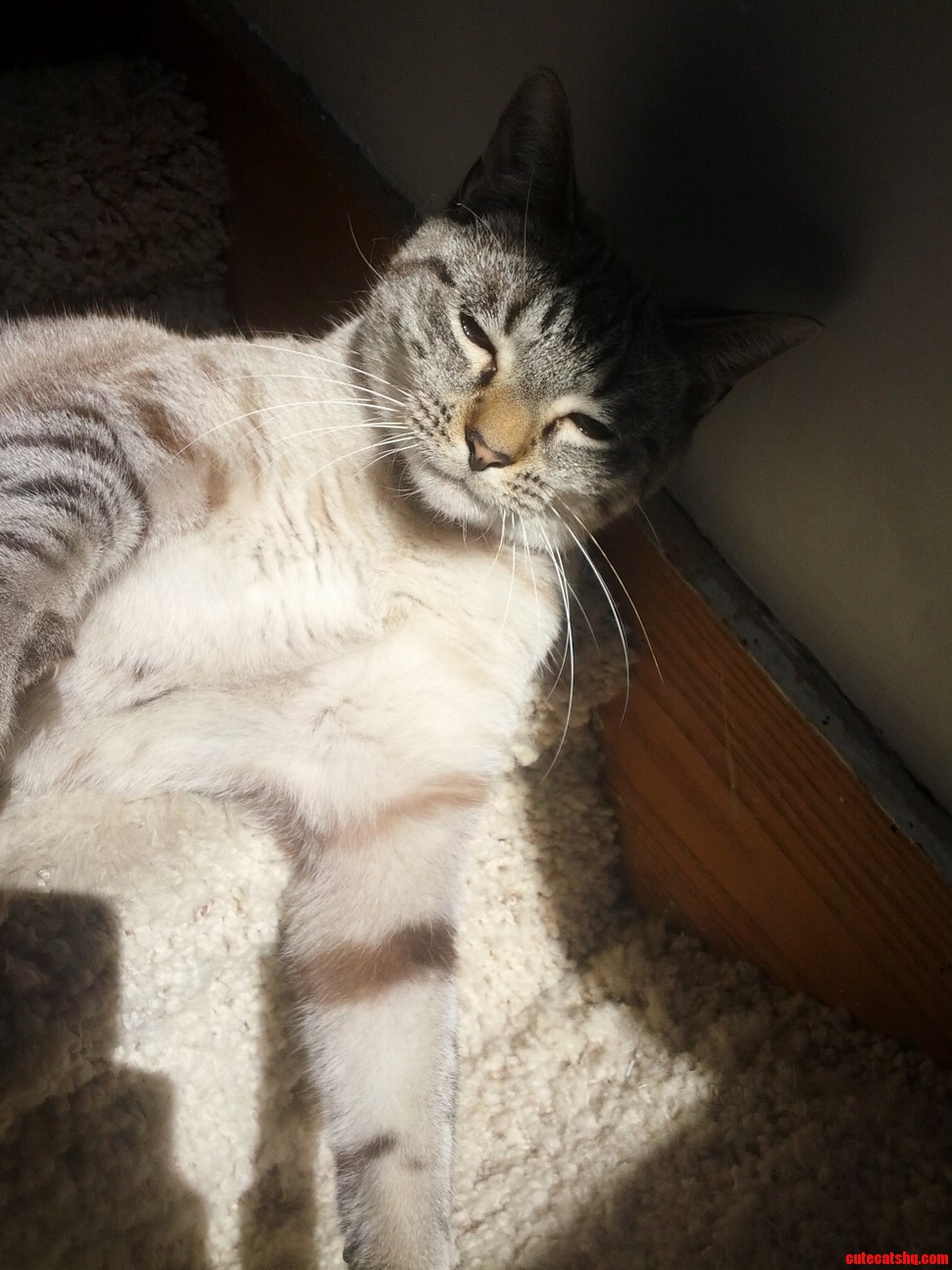 The Only Spot of Sun in the House.