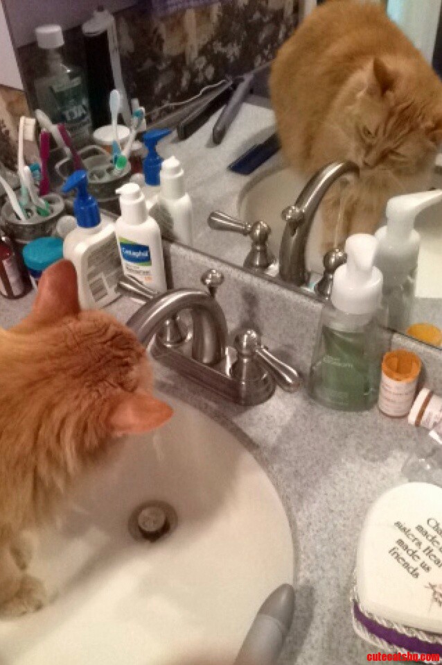 The Only Way My Moms Asshole Cat Will Drink... Every. Damn. Time.