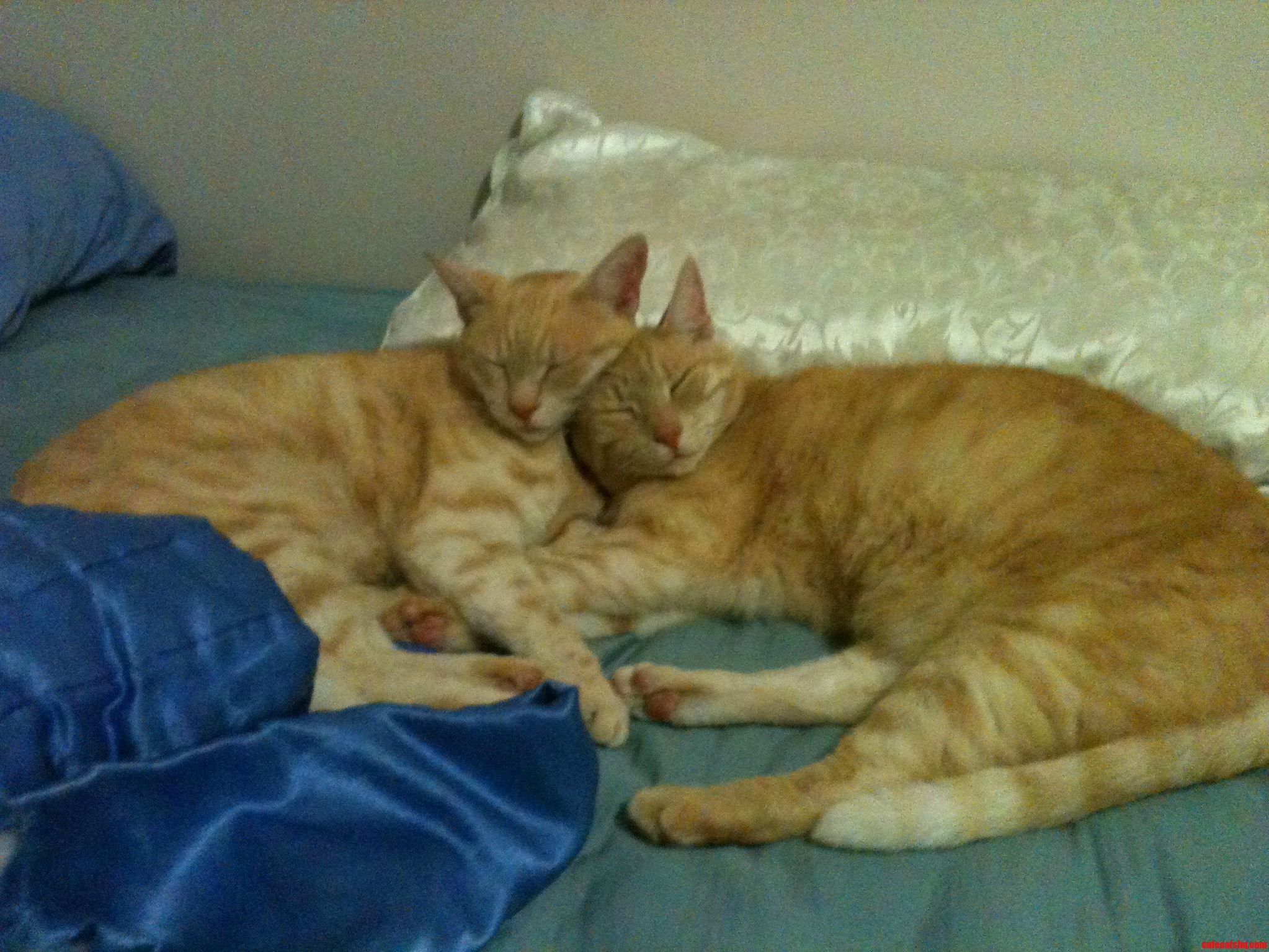 The Orange Ones