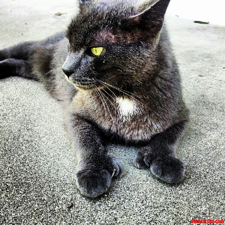 The Polydactyl Cat That Hangs Around My Front Porch.