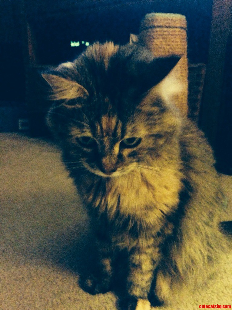 The Puffin Kitty Showing Off Her Shy Face.