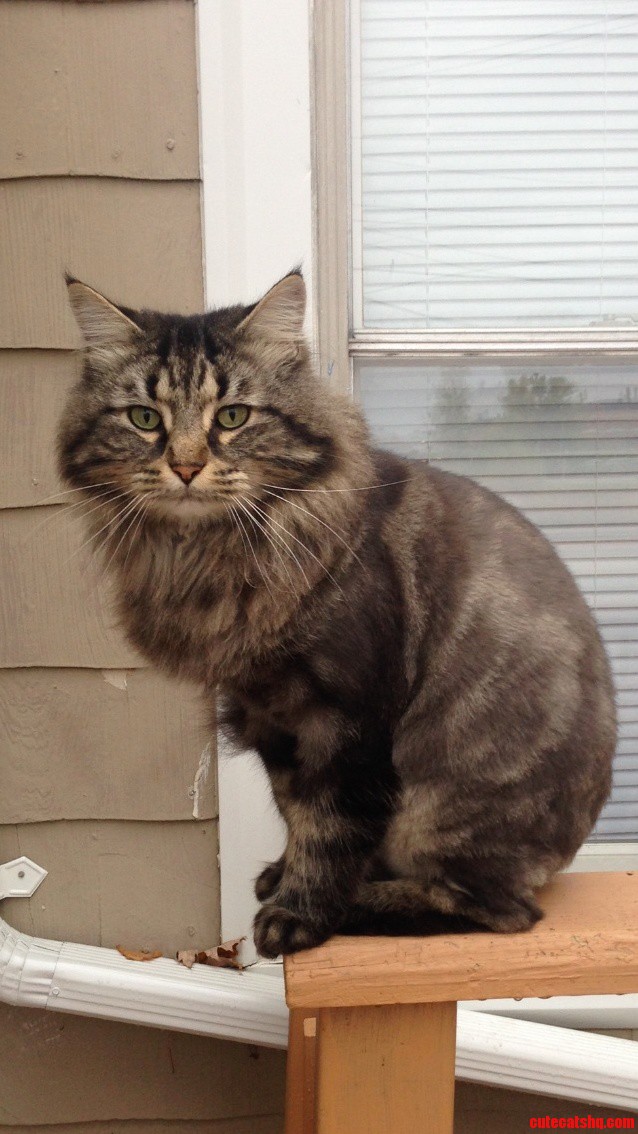 The Regal Fluffasaurus Maximus.