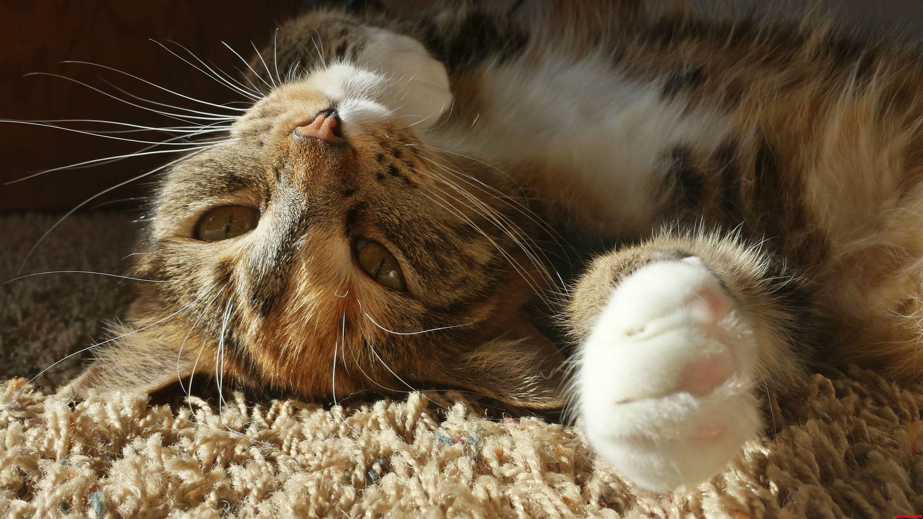 The Sunbather