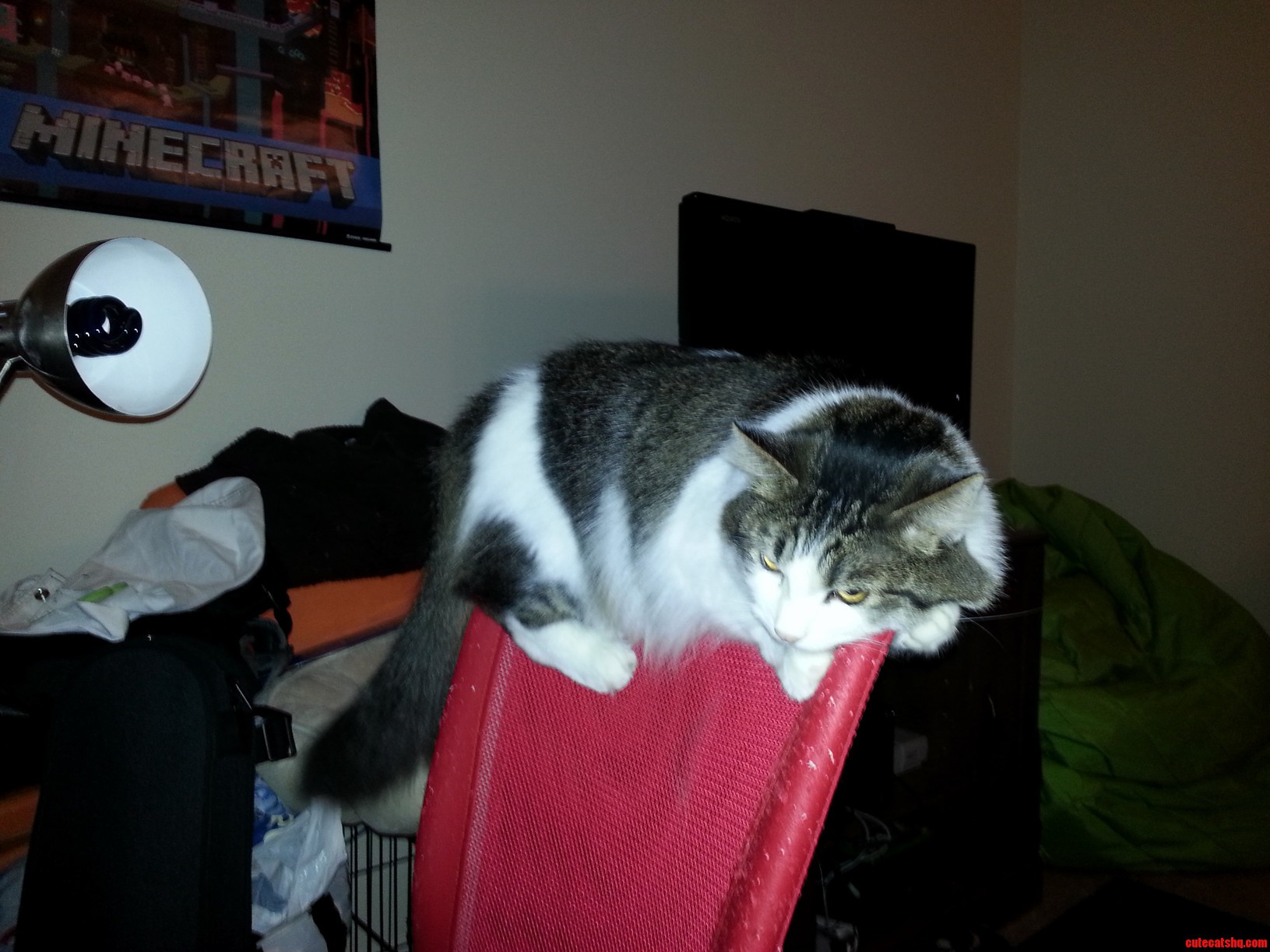 The Weird Places a Cat Can Manage to Sleep