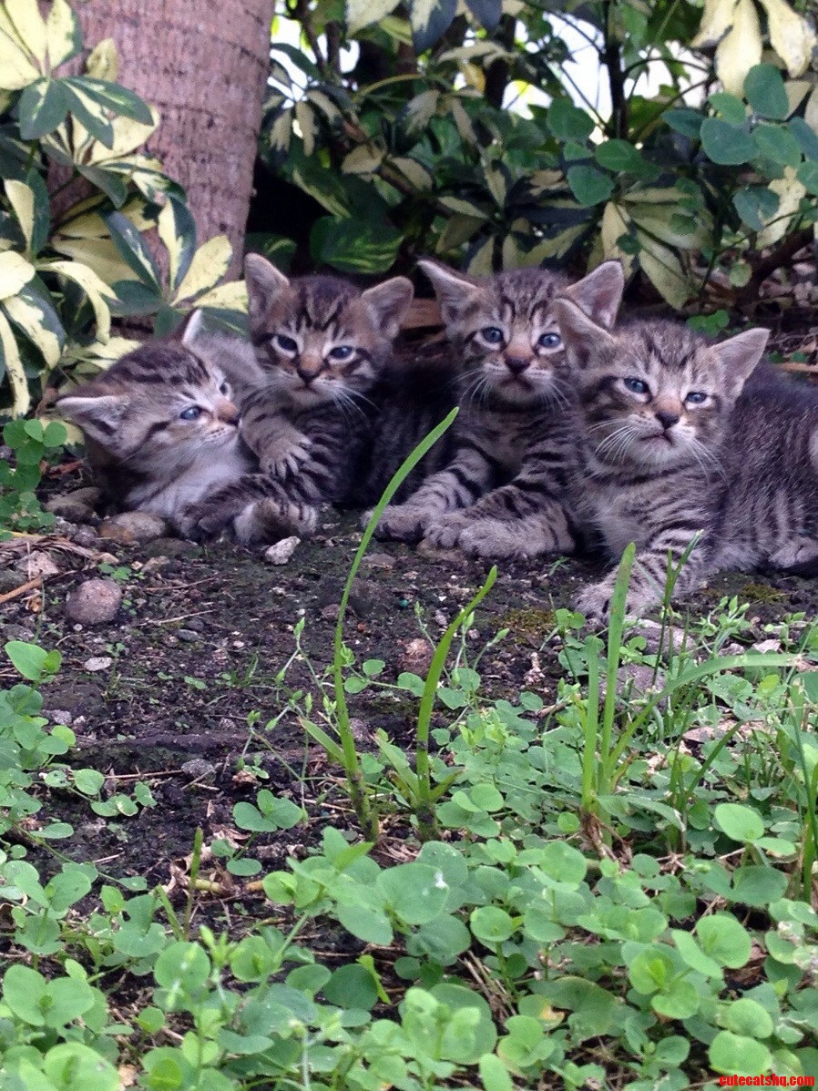 The Winner for the Cutest Litter of West Kendall Fl Goes To...