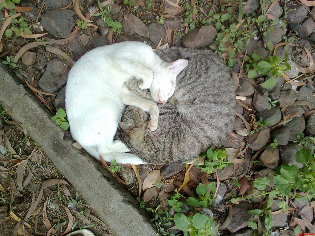 The Ying Yang Cats