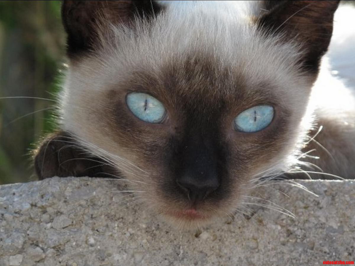 Their Legs Long Delicate and Slender Aquamarine Their Eyes.