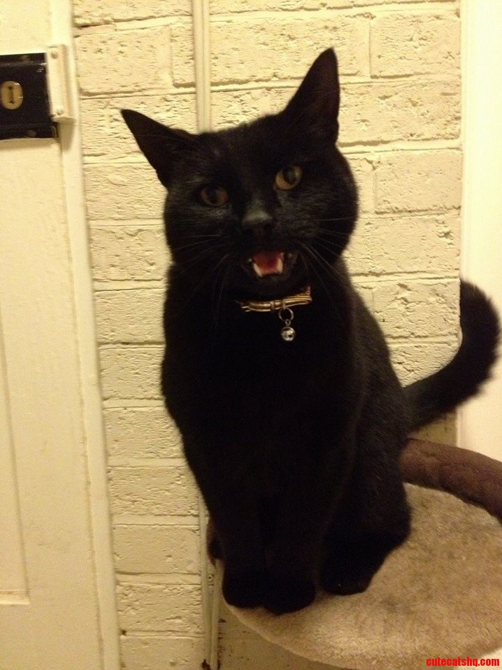 There I Was Hoping for a Nice Picture of My Friends Cat...