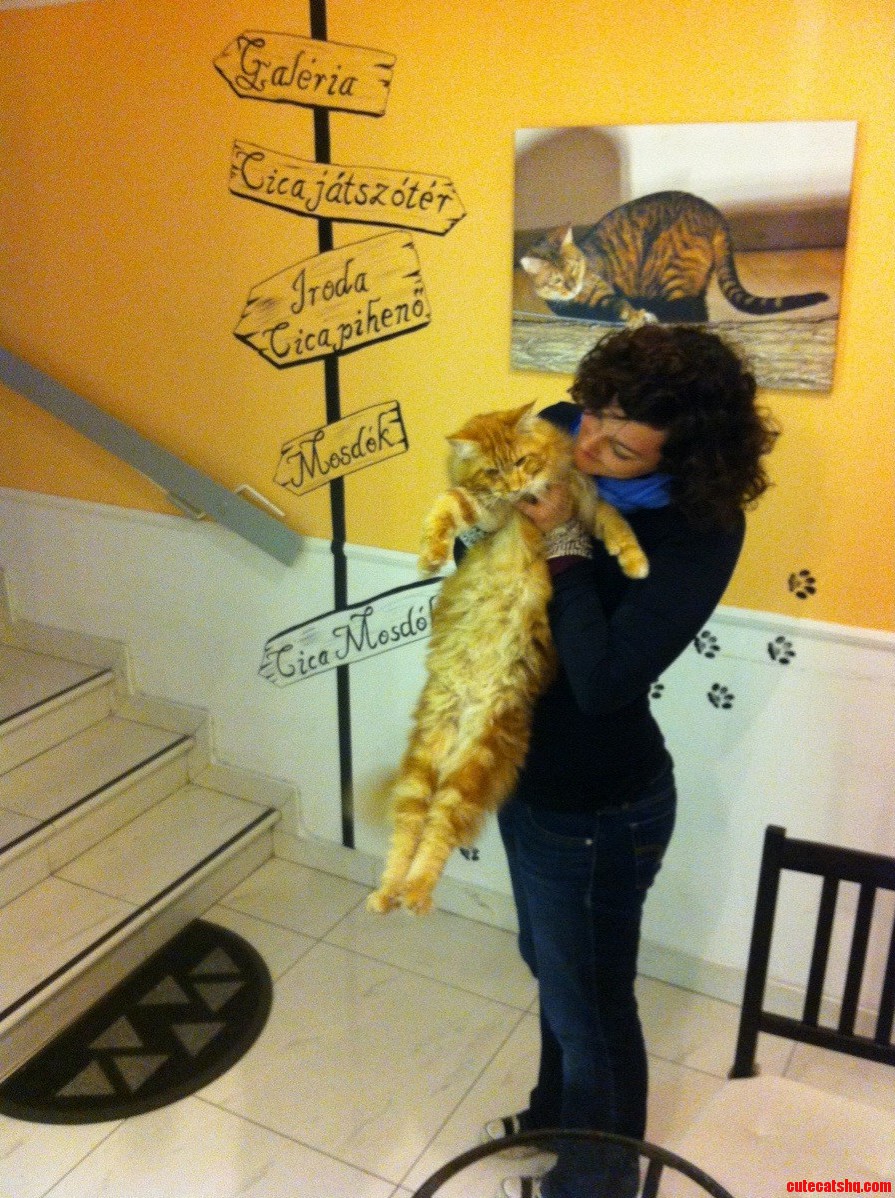 Theres a Cat Cafe in Budapest Hungary 14 Cats While You Enjoy Coffee