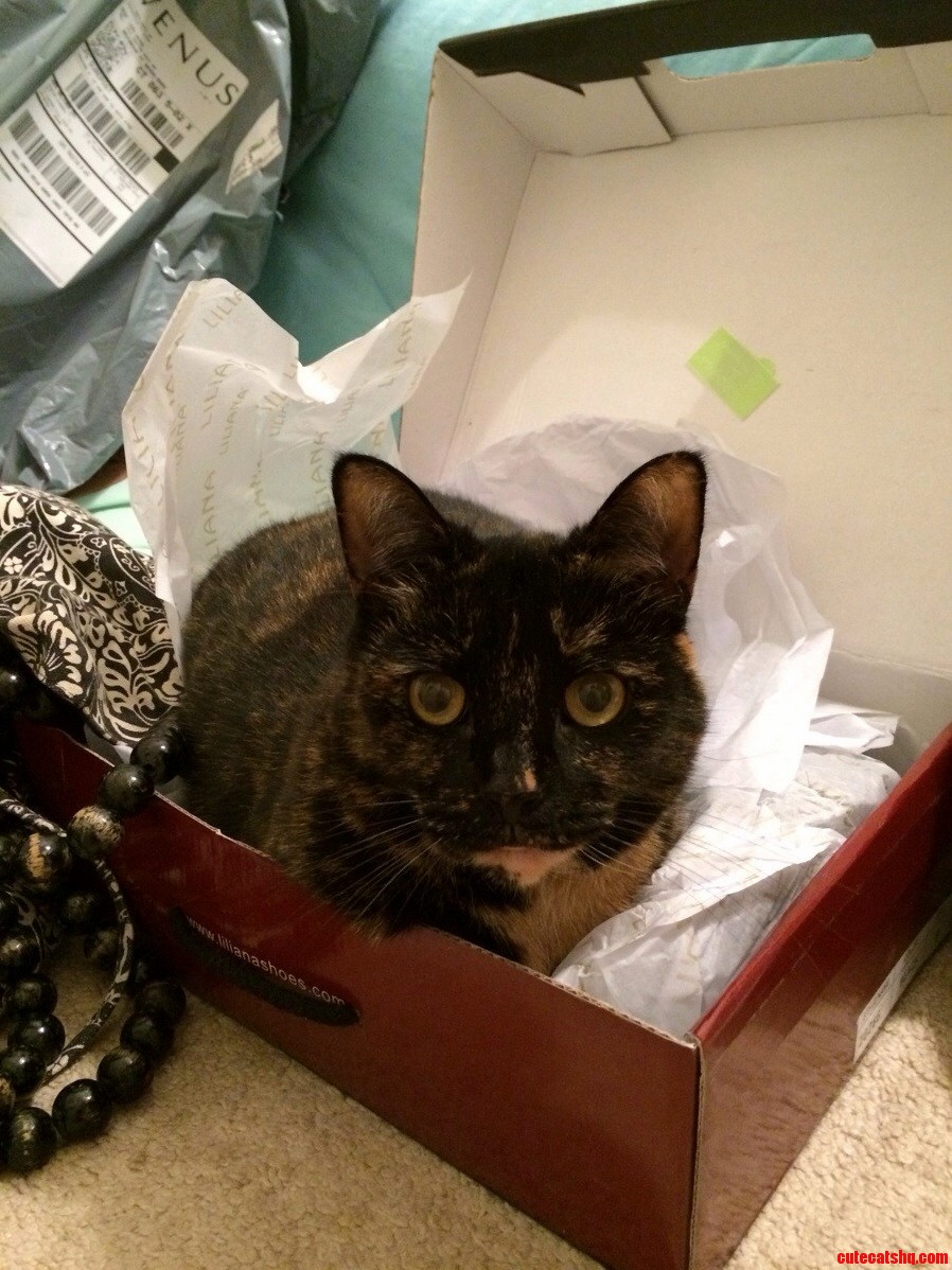 Theres Still a Shoe in That Box