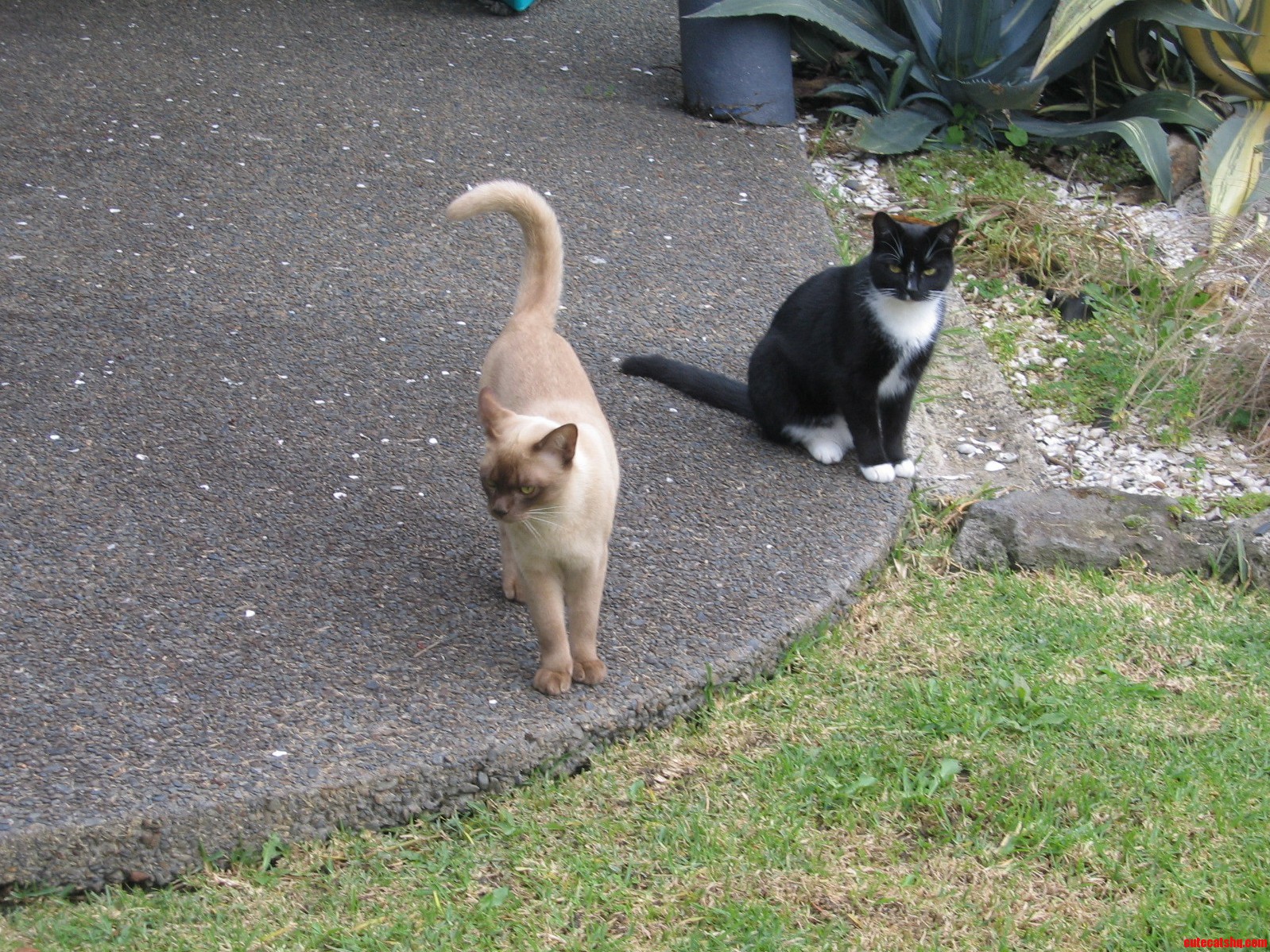 These 2 Kittens Live in Different Houses on Either Side of My Place and Like to Play Together