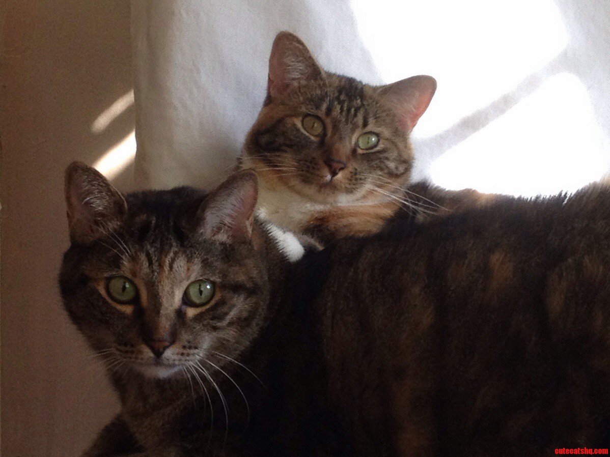 They Awoke from Their Nap Because They Heard Something at the Window