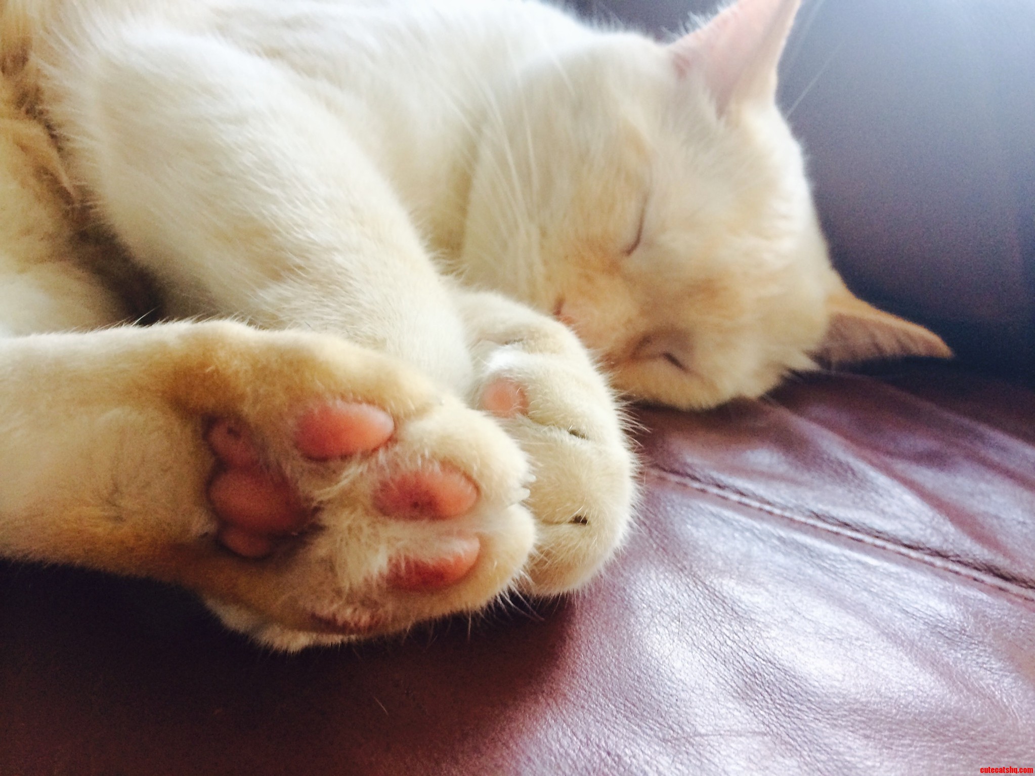They Have the Cutest Little Paws..