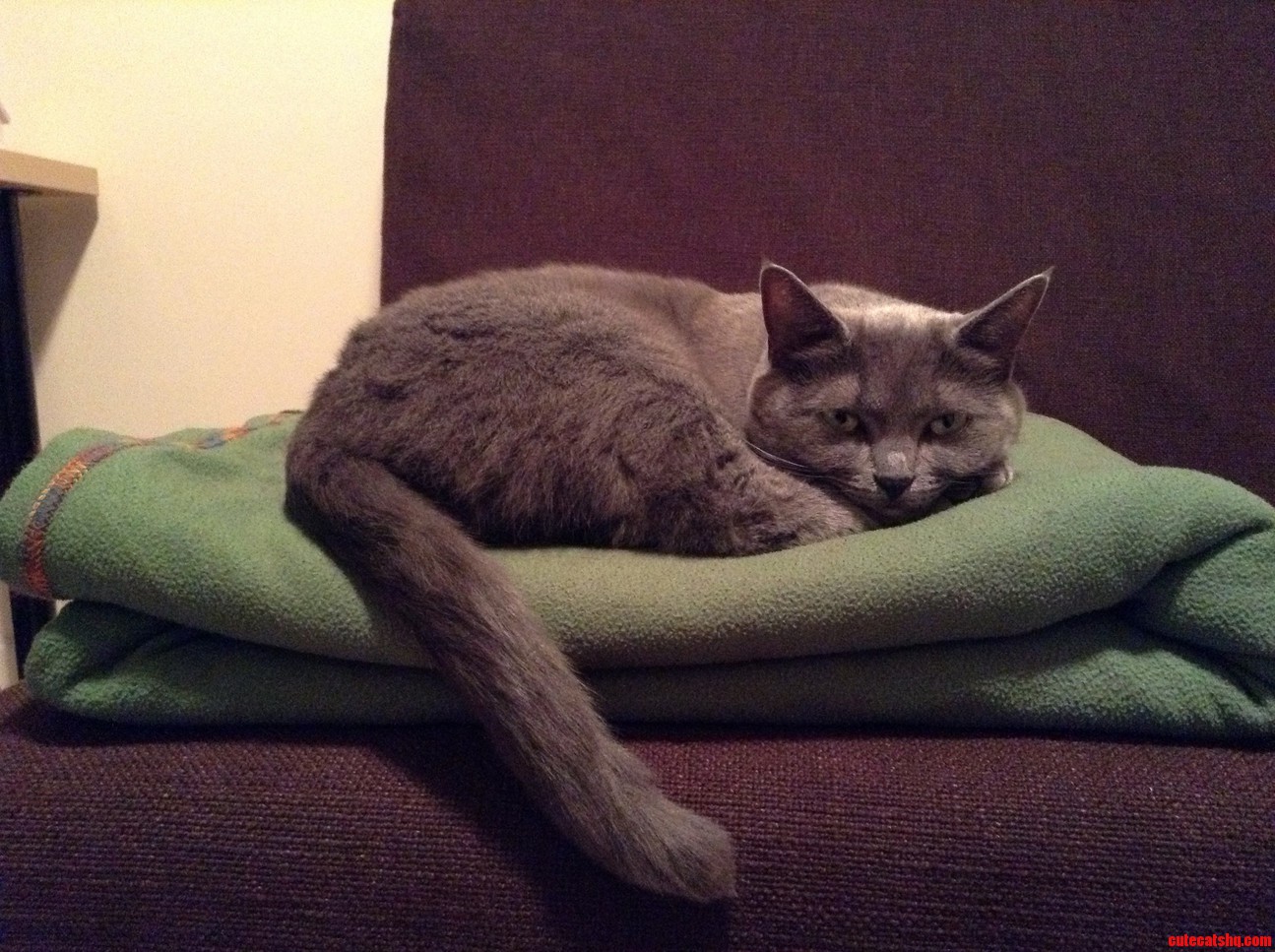 This Blanket Is Warm and Mine. Deal with It.