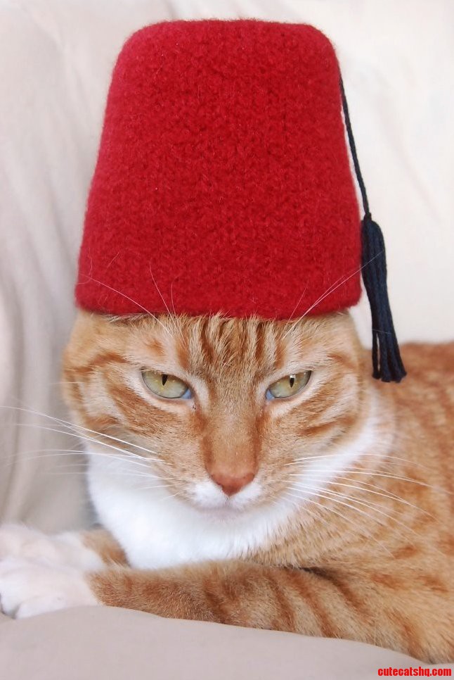 This Cat Is Trying Out for the Shriners