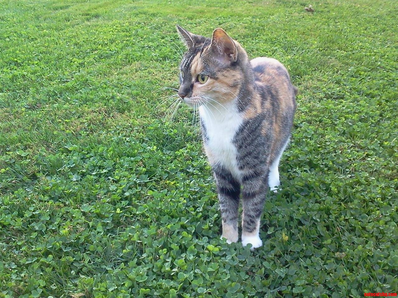 This Gorgeous Dilute Calico Visited My Mums Yard to Admire the Bird Feeders.
