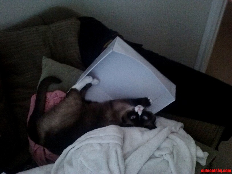 This Is Abel - He Fell Out of His Box but Hes Okay with It