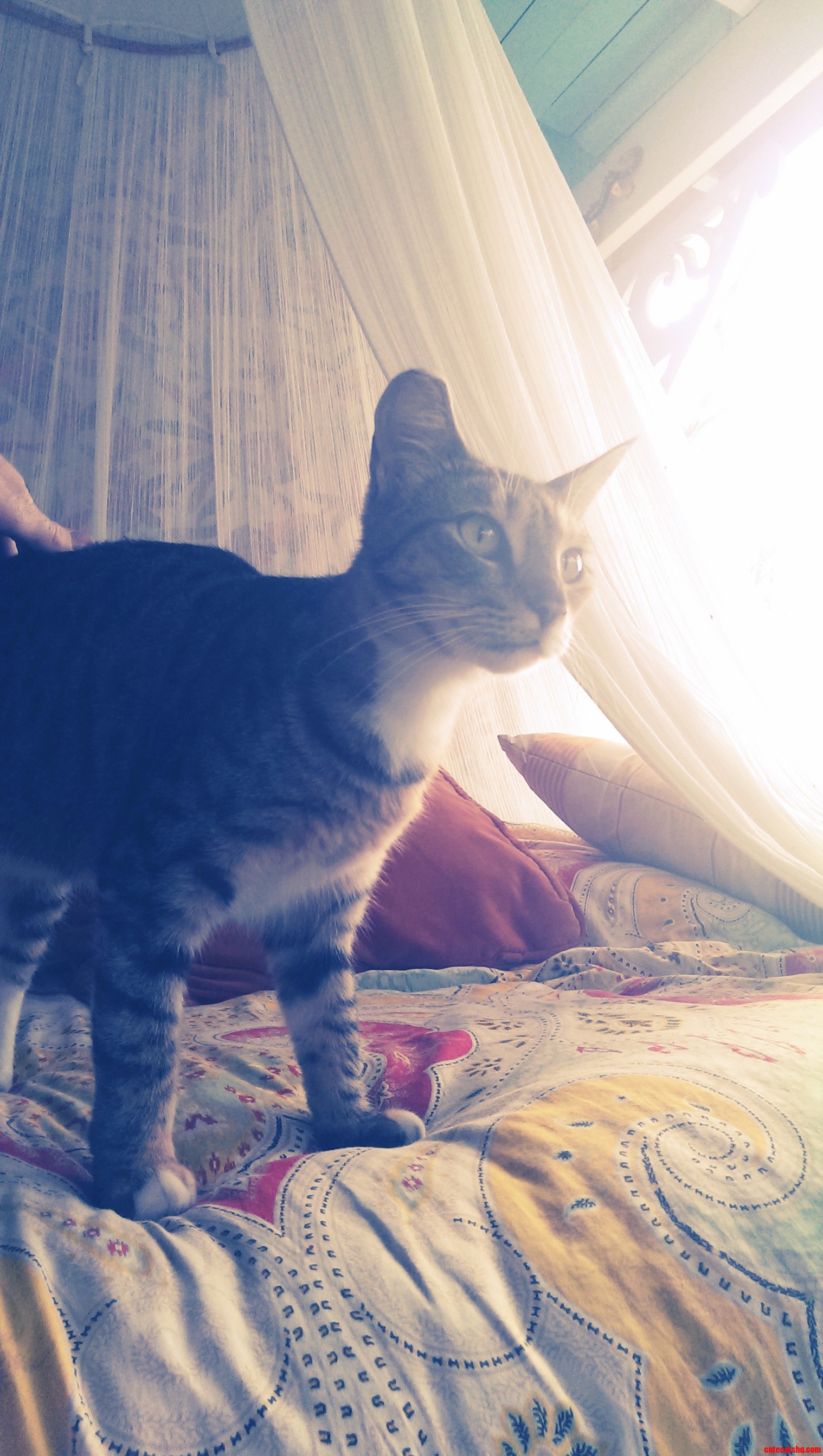 This Is Anna Kea Jacamo. Rescued Earlier This Year.