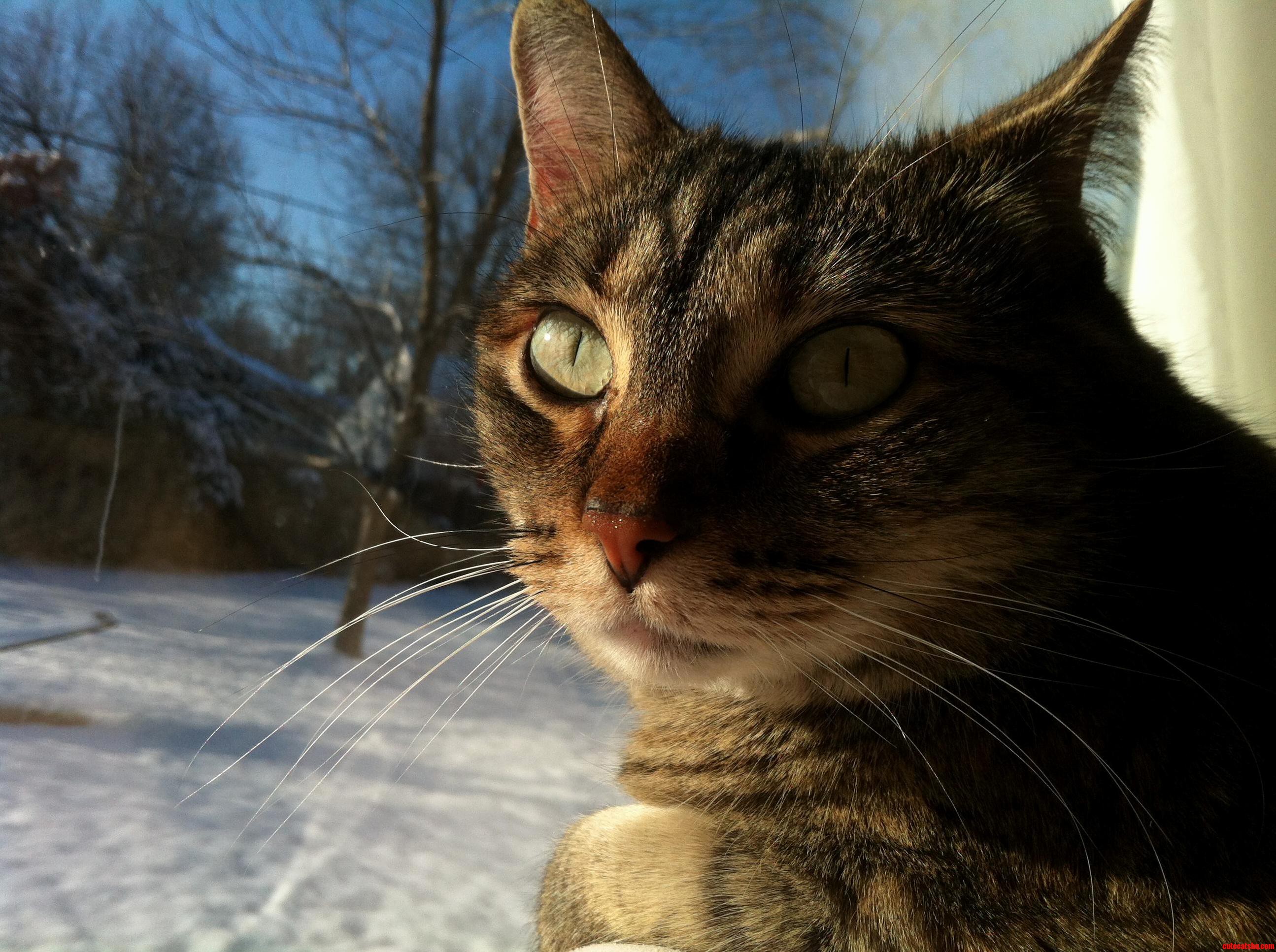 This Is Artemis. She Likes to Watch the Snow.