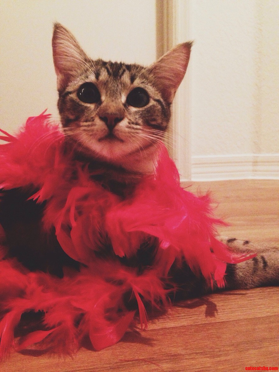 This Is Arya. Shes Fabulous.