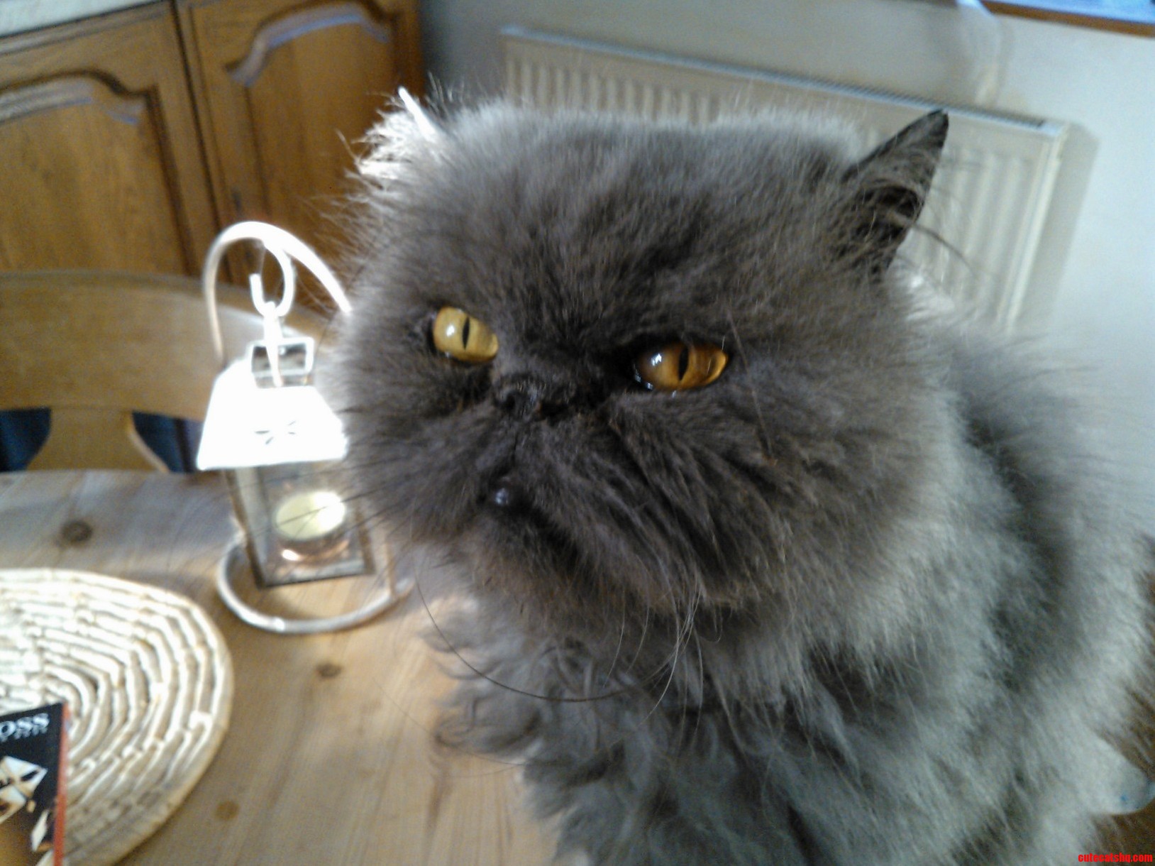 This Is Bluey