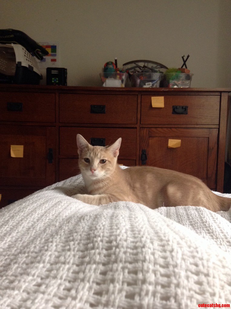 This Is Cheeto a 7 Month Old Kitty That We Adopted a Month Ago