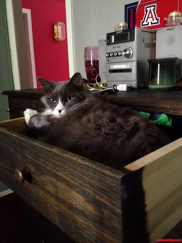 This Is Gus in His Favorite Place to Be.
