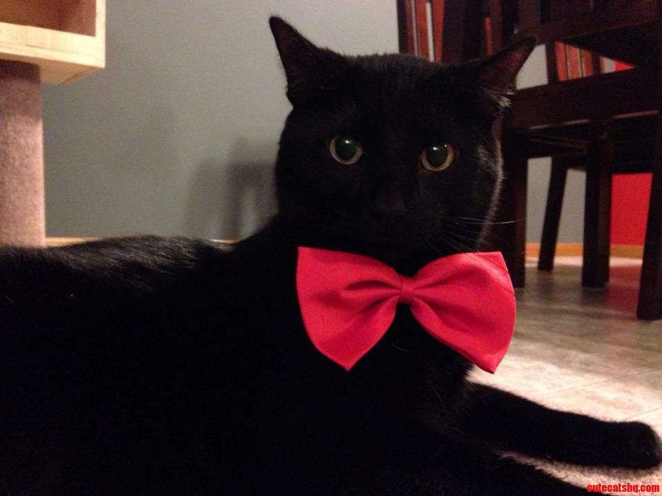 This Is Hercules. He Is Very Dapper