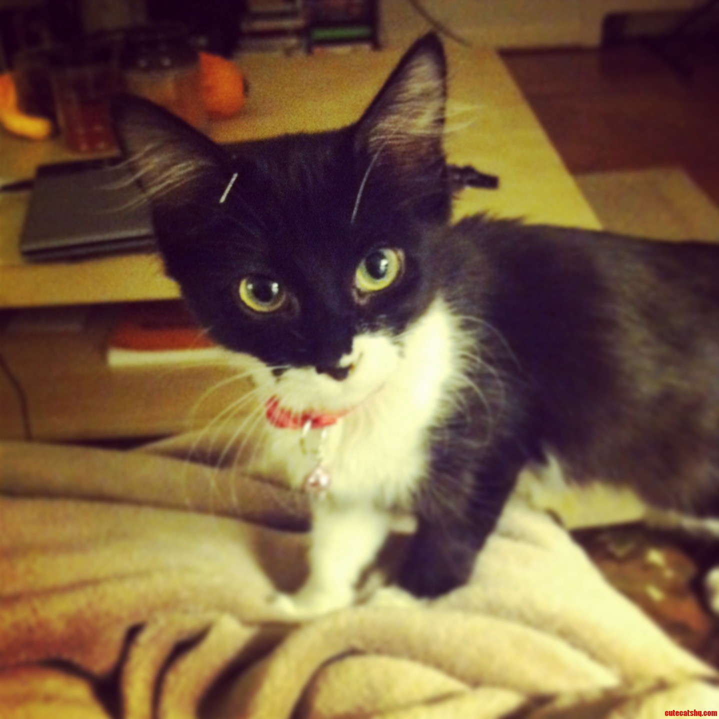 This Is Hermione....when She Meows My Heart Bleeds Rainbows.
